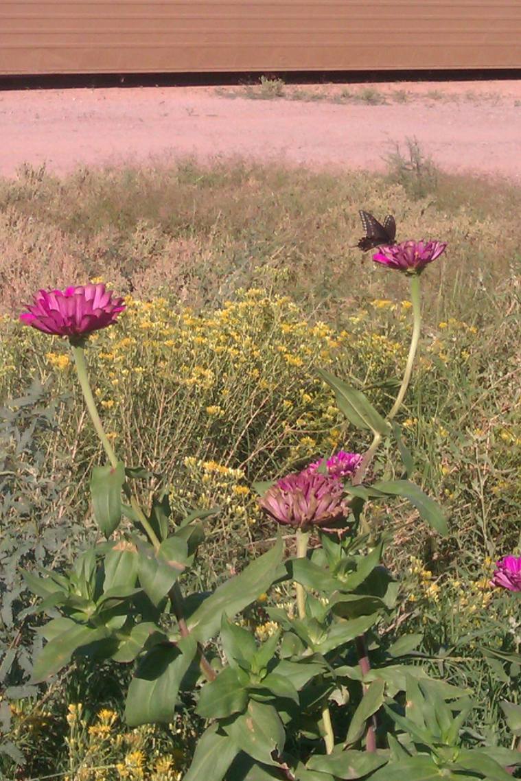 10722786_10204259169655768_1239613669_o