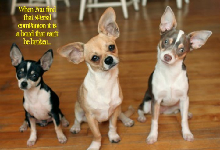 pizap.com141393906244326