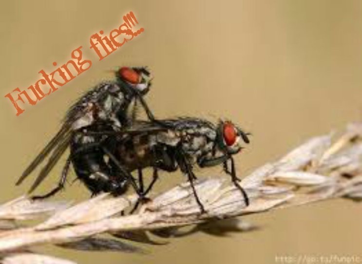 pizap.com141407286183420