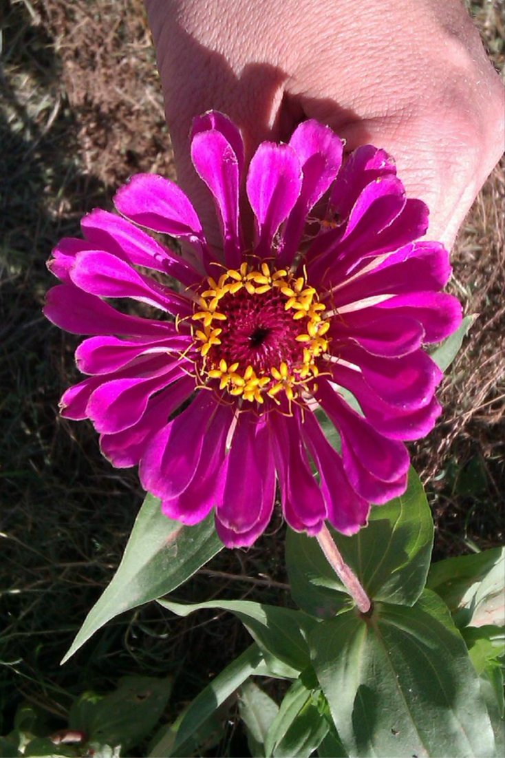 pizap.com14142611970582