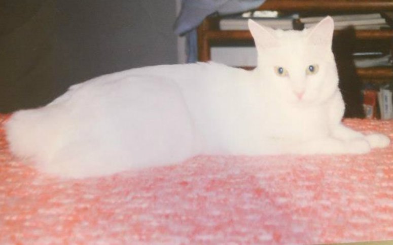 pizap.com141427553509818