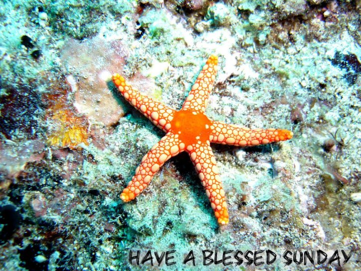 1123865559pizapw1407690421