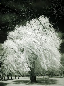 7014888855_ca6712a96b_z