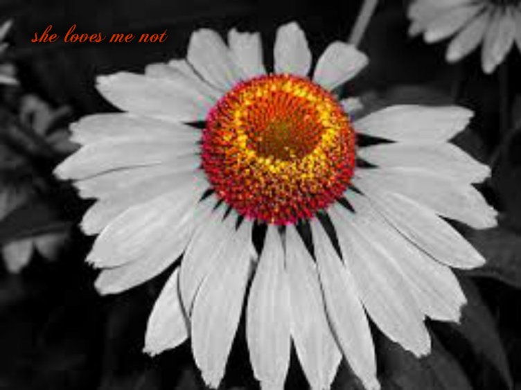 pizap.com141635460387735