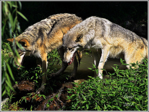 photo credit: Gene1138 via photopin cc