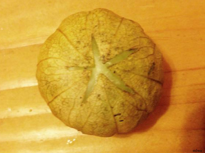 pizap.com14238870739611