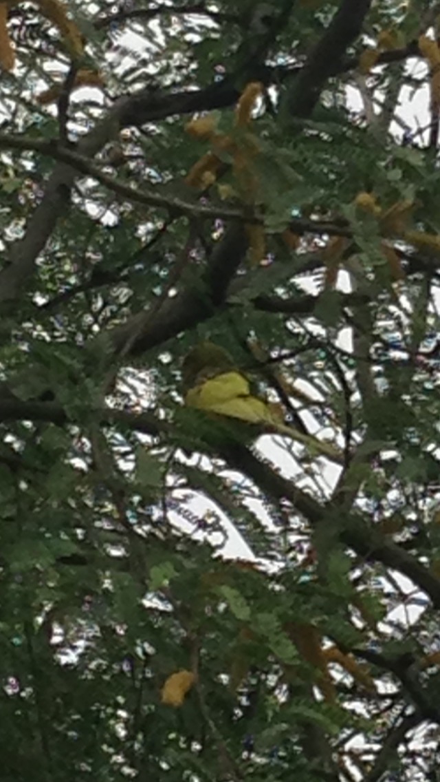 11066635_10204117636601040_1199498133_o