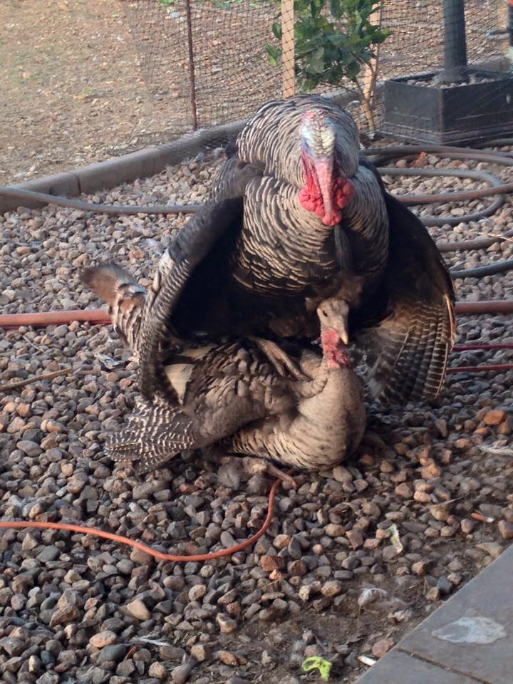 11075076_10204113001285160_5658454393330878146_n