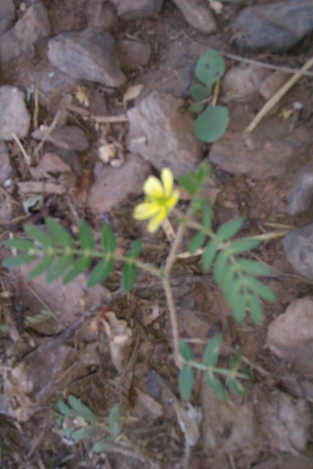 11128599_10205723988715329_2109106102_o