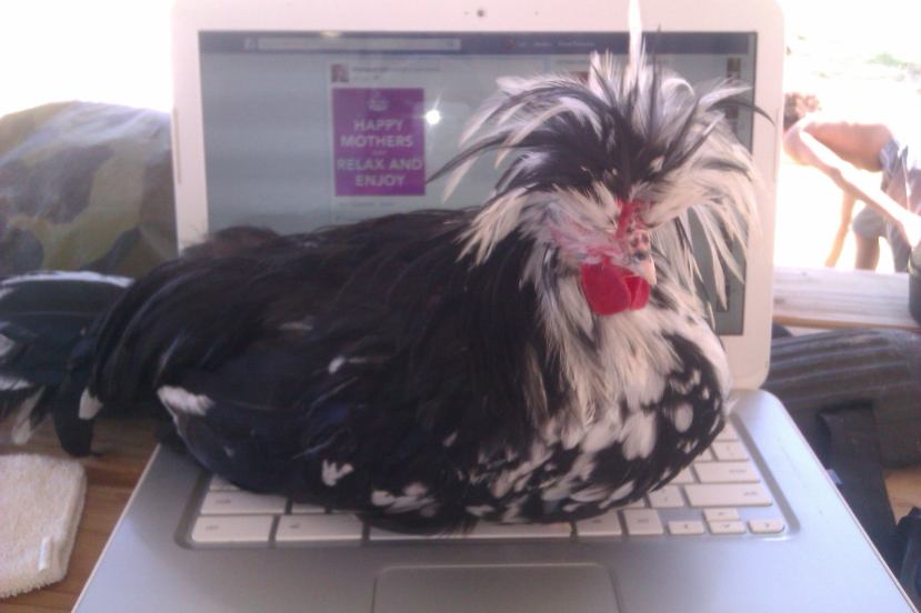 11215604_10205893503513093_815322451_o