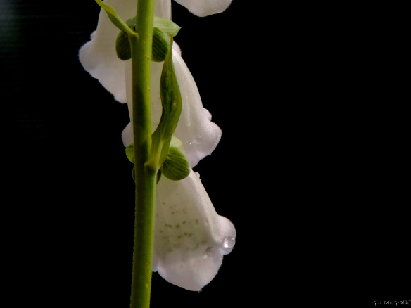 2015 05 31 raindrops on mittens DSCN7295 jpg sig