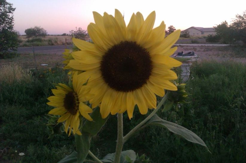 11287289_10206104057376808_409876311_n