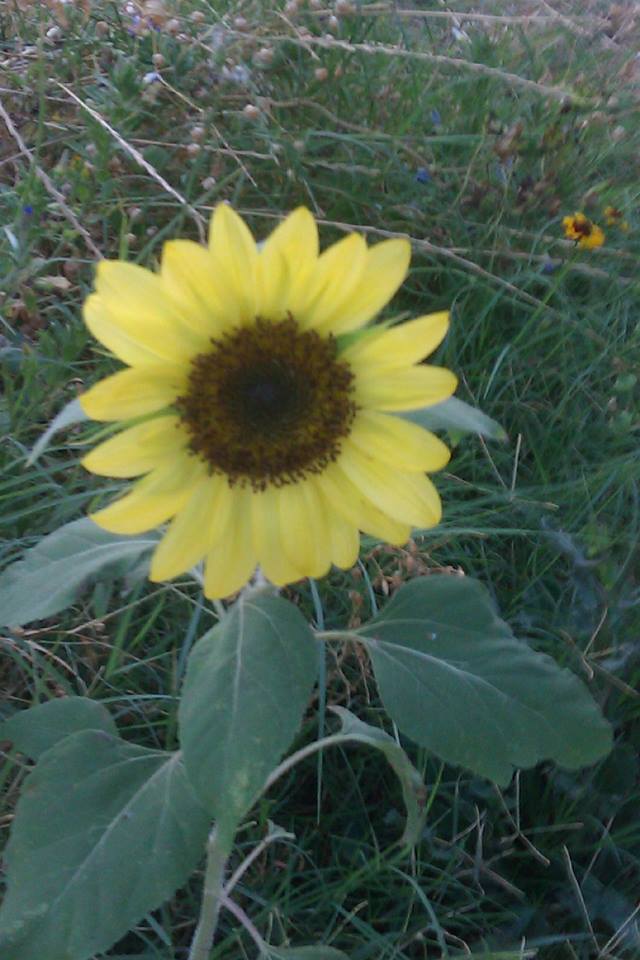 11289591_10206124159239342_1570968664_n