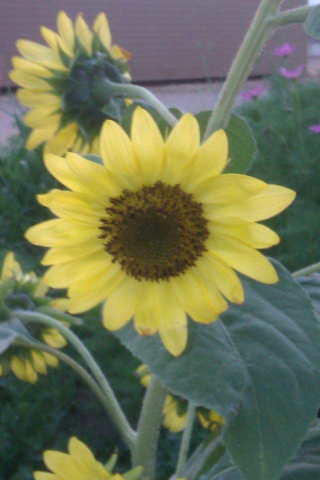 11334340_10206124158839332_1798997533_n