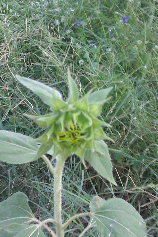 11356180_10206124159879358_975472419_n