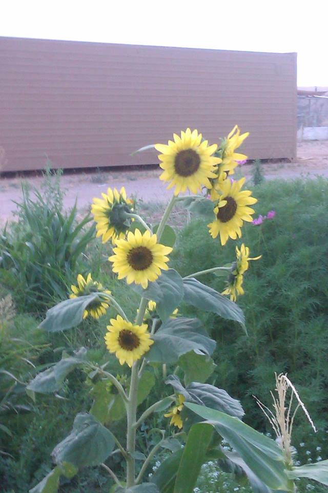 11358772_10206124163919459_758099069_n