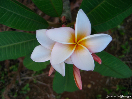 2015-06-03_plumeria bloom