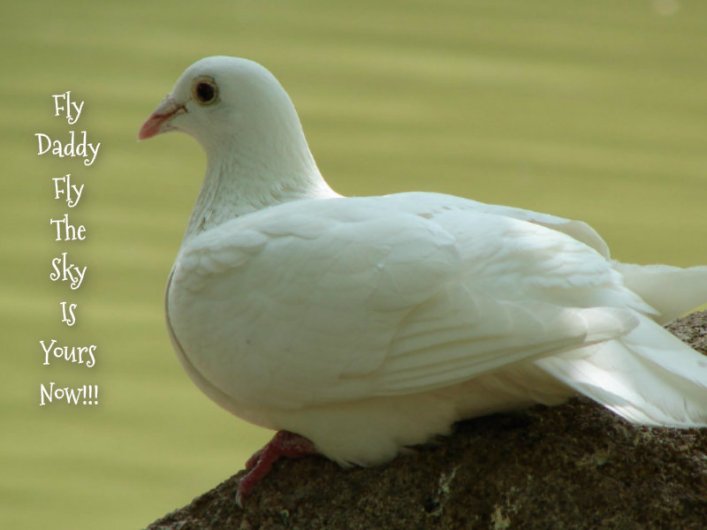 pizap.com10.0308571034111082551375129635394