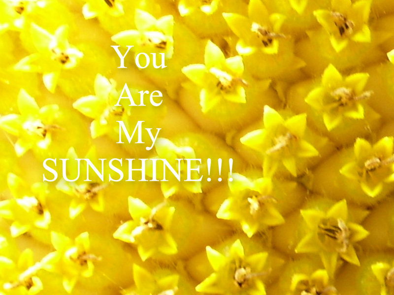 pizap.com10.125475819222629071376199311087