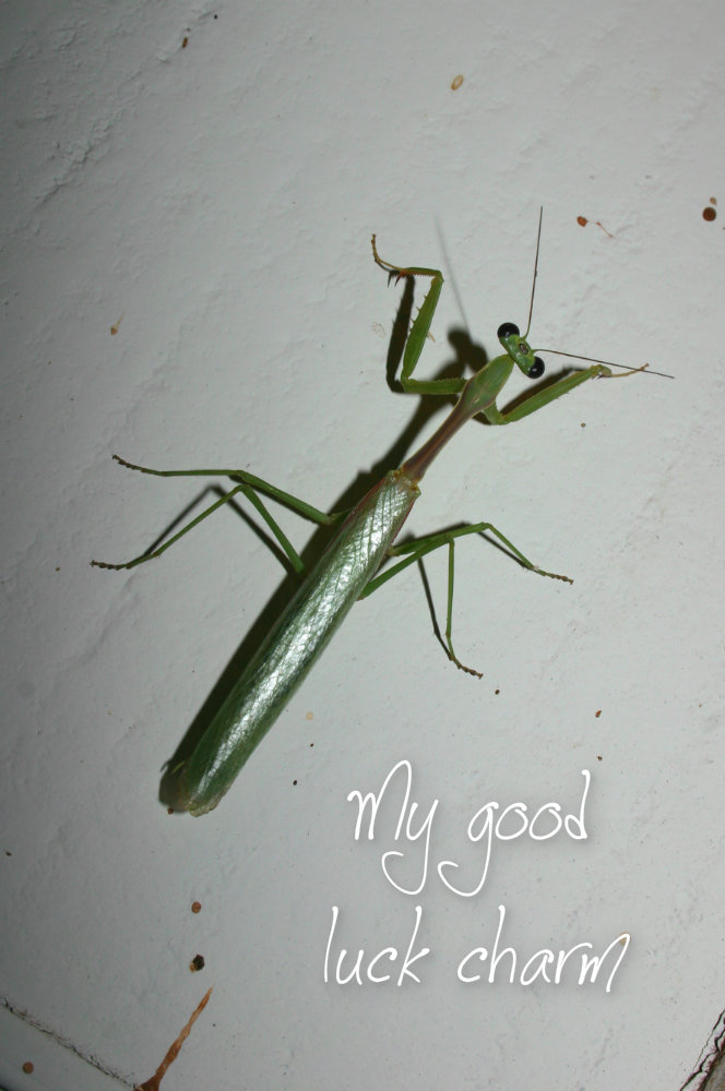 pizap.com10.137327758129686121376842939146