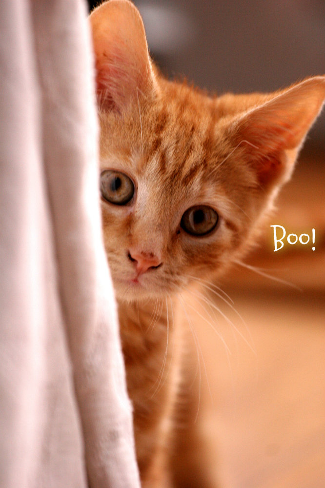 pizap.com10.245727295521646741376668927981