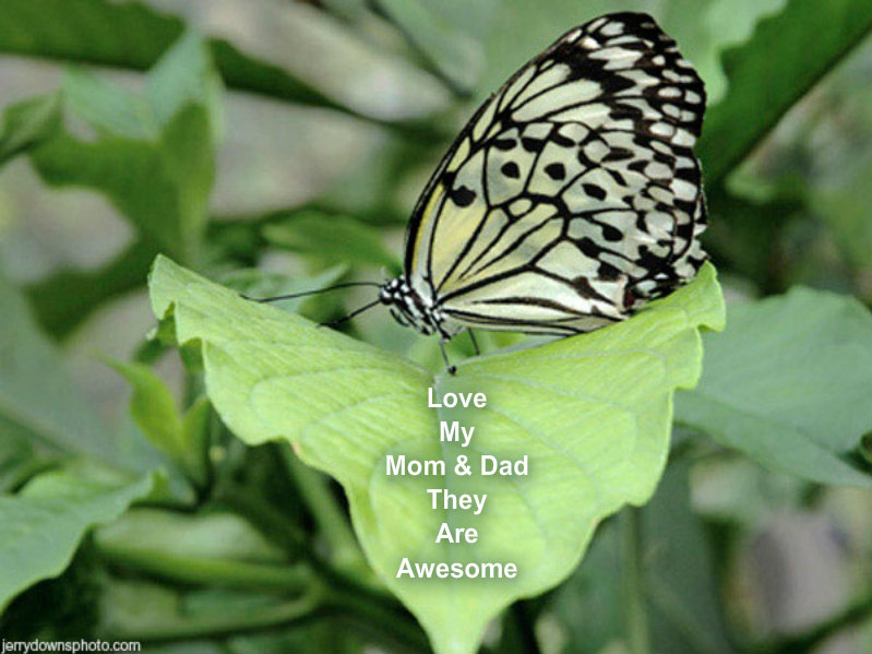 pizap.com10.274377405643463131373829495510