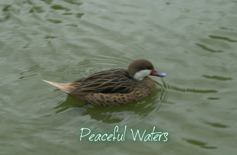 pizap.com10.338633549399673941375374620992