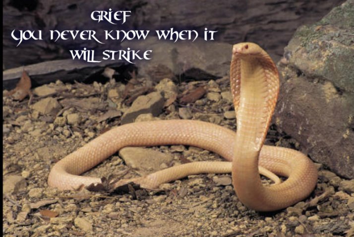 pizap.com10.58724797377362851374011928211