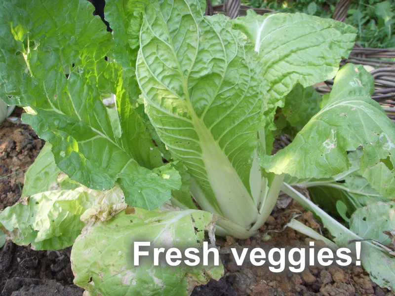 pizap.com10.63207588298246261378171238611