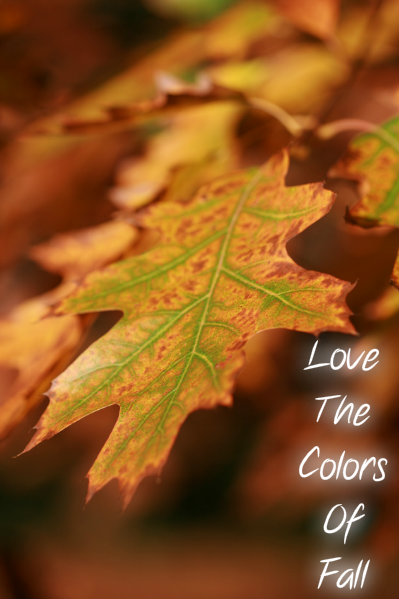 pizap.com10.75772701995447281373471050002