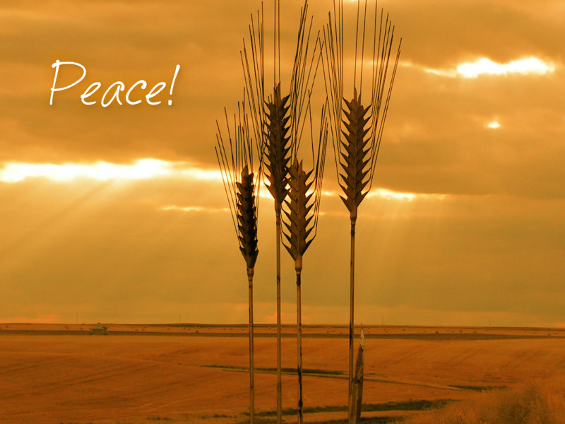 pizap.com10.8347739842720331375392561961