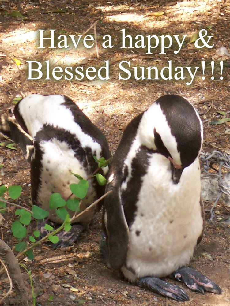 pizap.com10.94158976431936031376243073173