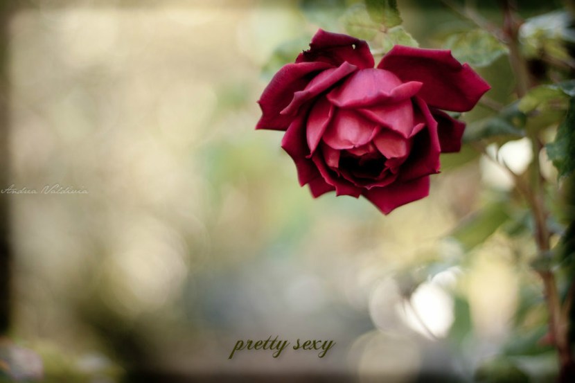 pizap.com14347512154931