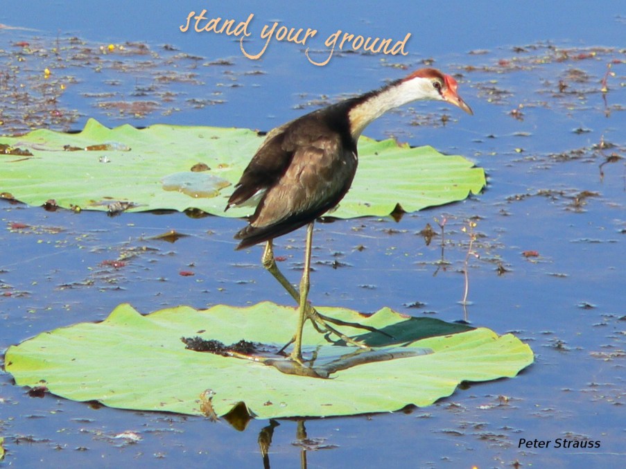 pizap.com14409584293931