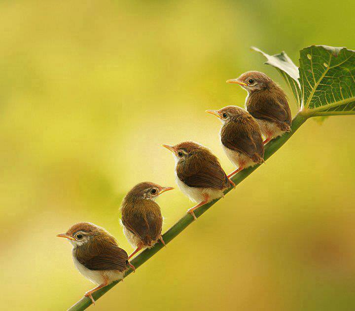 11933493_896188870451453_174169687082247954_n