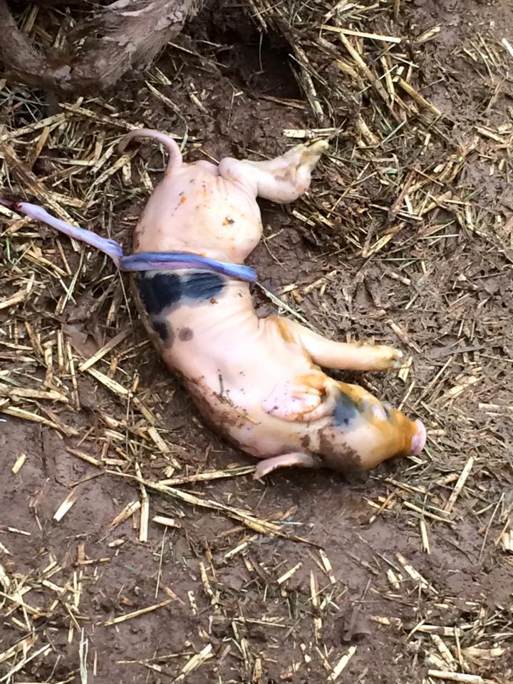 11988204_10204973935127968_1920768107088881958_n