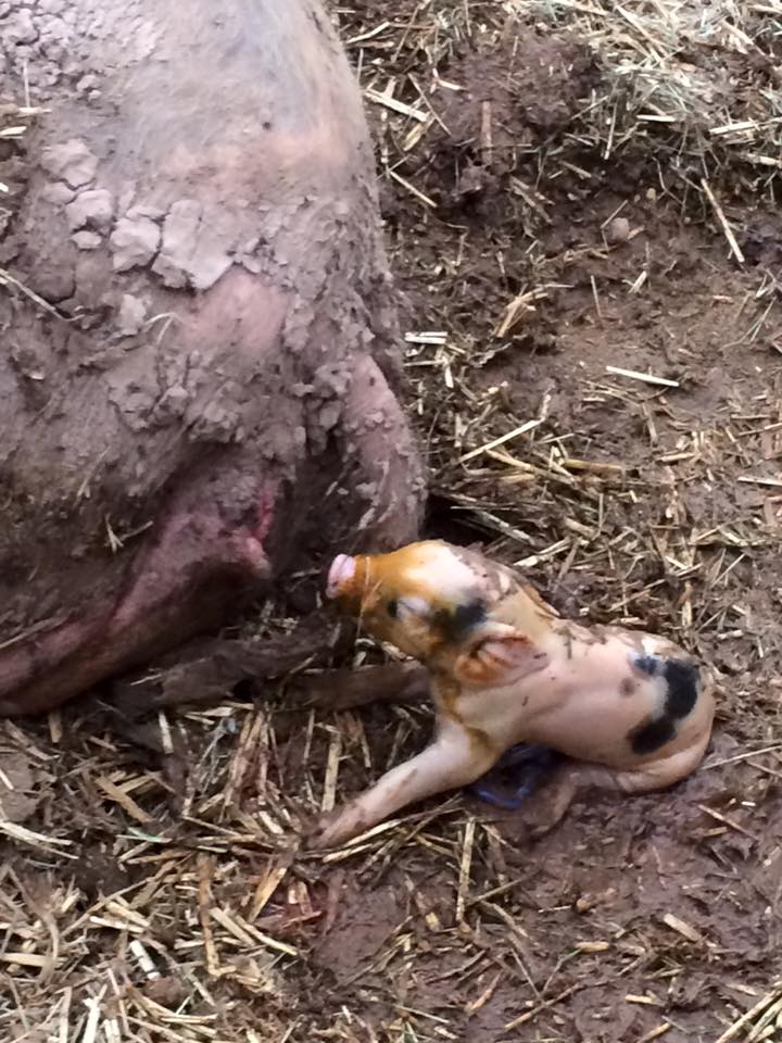 12009723_10204973935527978_1982468541953778353_n