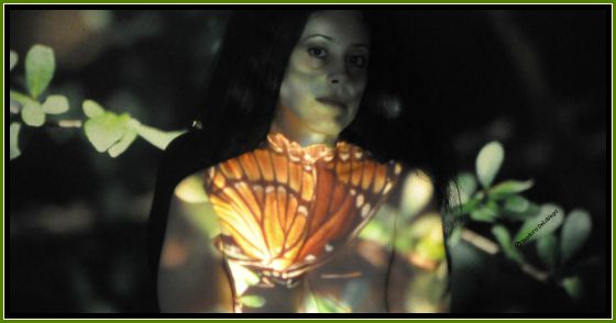 Kaila 560 Butterfly.web