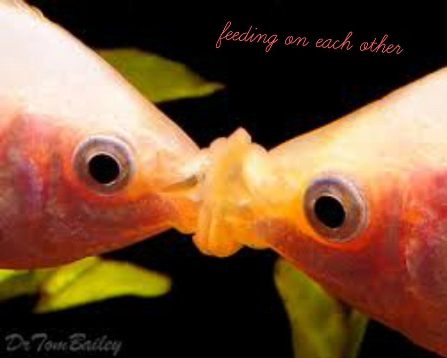 pizap.com14419970951282