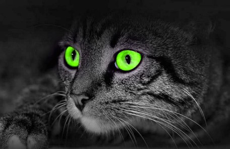 cat night vision