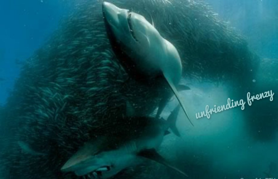 pizap.com14444087152971