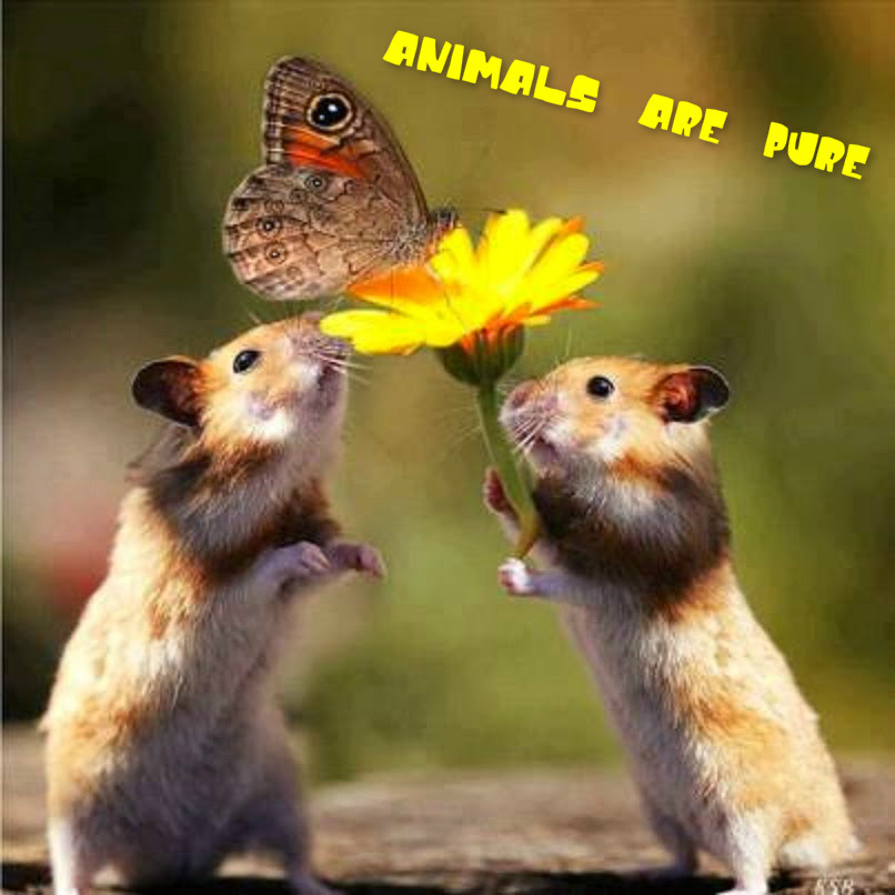 pizap.com14446717095451