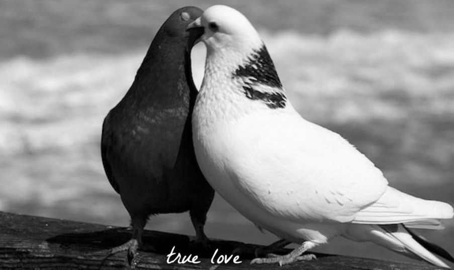 pizap.com14455441918151