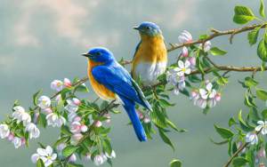 45523-beautiful-birds-birds-in-love