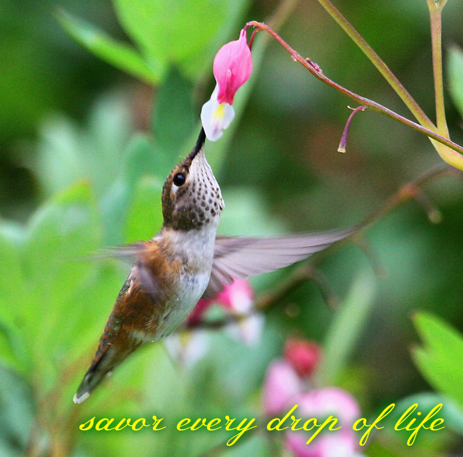 pizap.com14481172011281