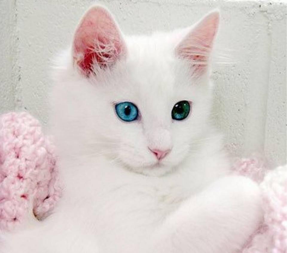 12705612_1534509876848199_2827698420629644298_n