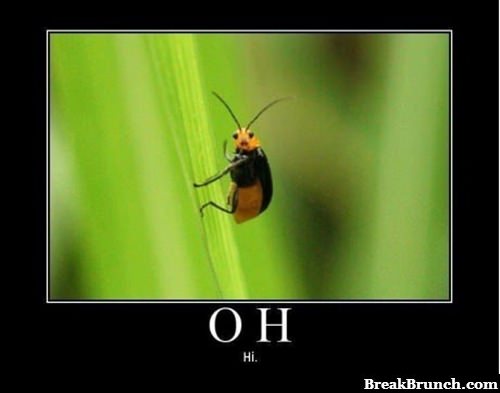 hello-little-friend-funny-picture