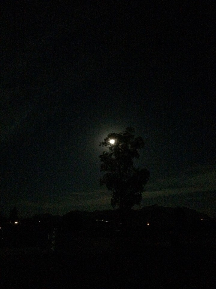 11911581_10204905686741801_359414678_n