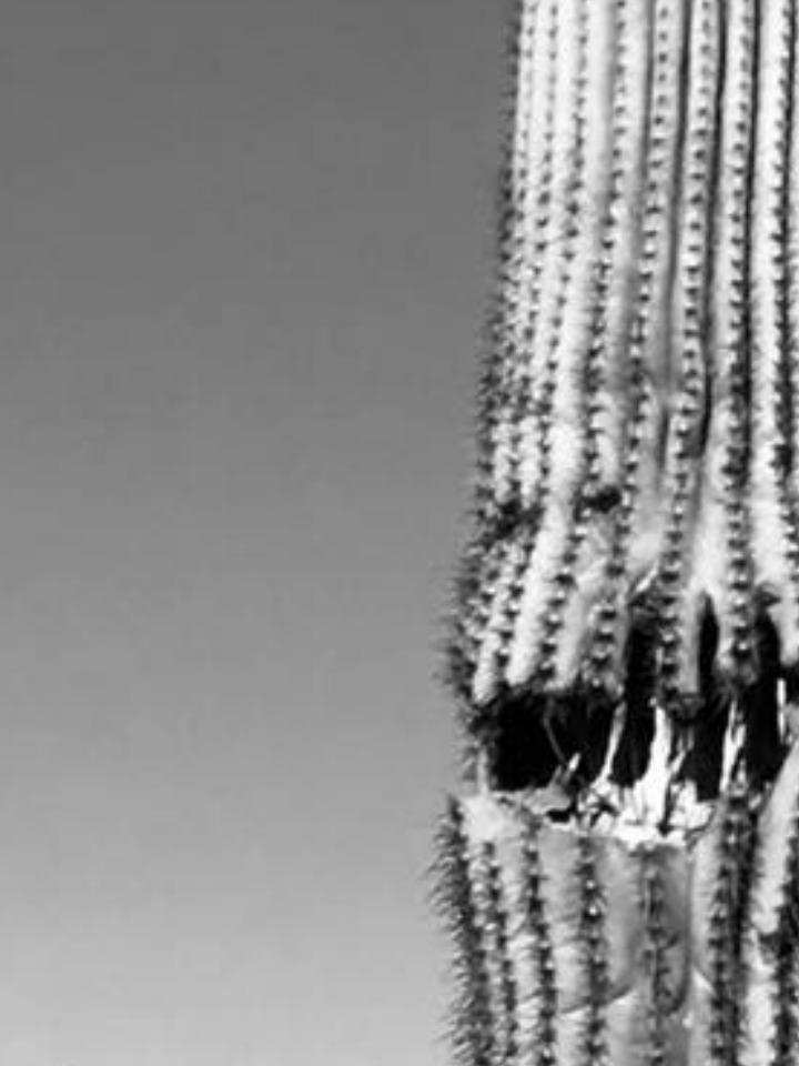 pizap.com15159888230402