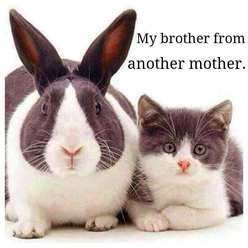 10262012_10152353282675734_5825264832260917881_n